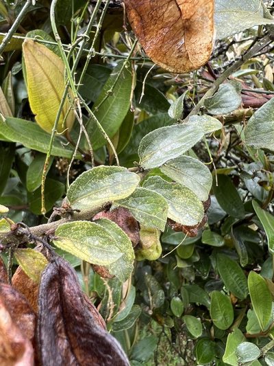 Anchietea frangulifolia, photographed by Nicolás Baresch Uribe