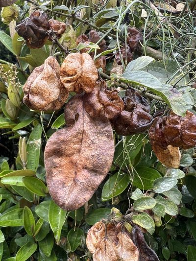 Anchietea frangulifolia, photographed by Nicolás Baresch Uribe
