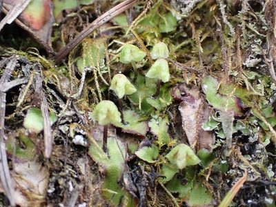 Reboulia hemisphaerica, photographed by Julia Carr