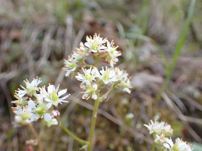 Micranthes occidentalis, photographed by Julia Carr