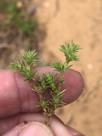 Loeflingia squarrosa, photographed by Sam Kieschnick