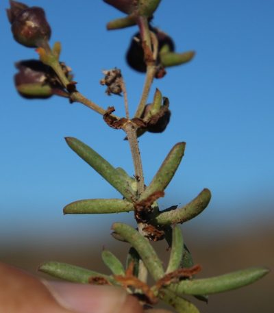 Delosperma ornatulum, photographed by Tony Rebelo