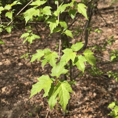 Acer tataricum, photographed by Desiree L. Narango