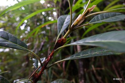 Gaertnera macrostipula, photographed by Romer N. Rabarijaona