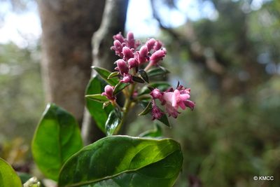 Gaertnera macrostipula, photographed by Romer N. Rabarijaona