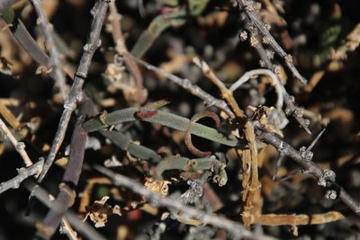 Mesembryanthemum geniculiflorum, photographed by Tony Rebelo