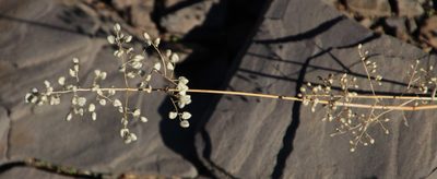Eragrostis obtusa, photographed by Tony Rebelo