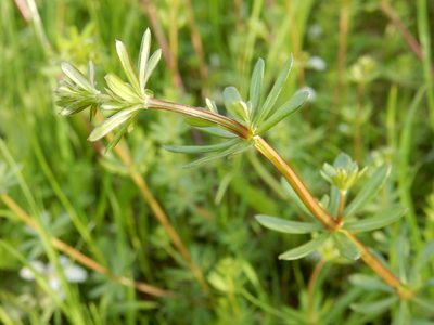 Galium album, photographed by Petra Caltová