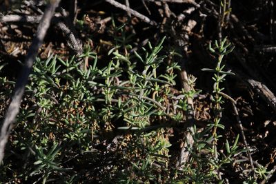 Delosperma ornatulum, photographed by Tony Rebelo