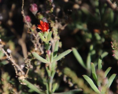Delosperma ornatulum, photographed by Tony Rebelo