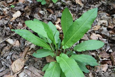 Rumex sanguineus, photographed by Paul Braun
