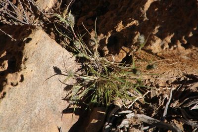 Enneapogon scaber, photographed by Tony Rebelo