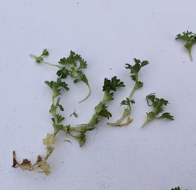Alchemilla australis, photographed by Piermario Maculan