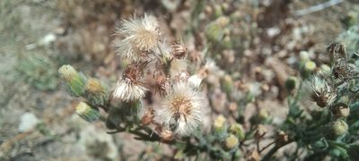 Erigeron bonariensis, photographed by Viacheslav Shalisko