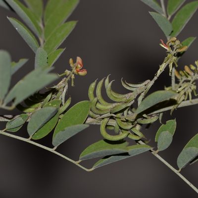 Indigofera suffruticosa, photographed by kbkash