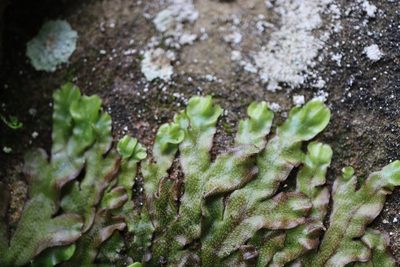 Conocephalum conicum, photographed by Paul Braun