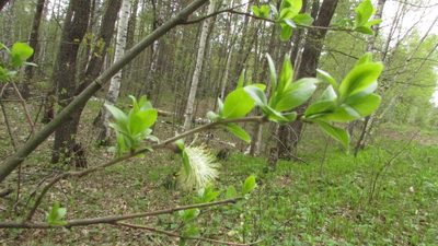 Salix myrsinifolia, photographed by Татьяна Горбушина