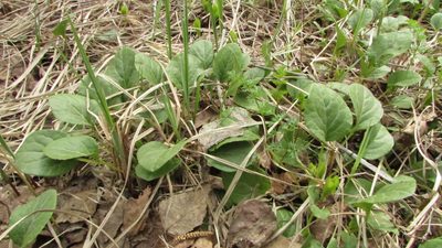 Pyrola rotundifolia, photographed by Татьяна Горбушина