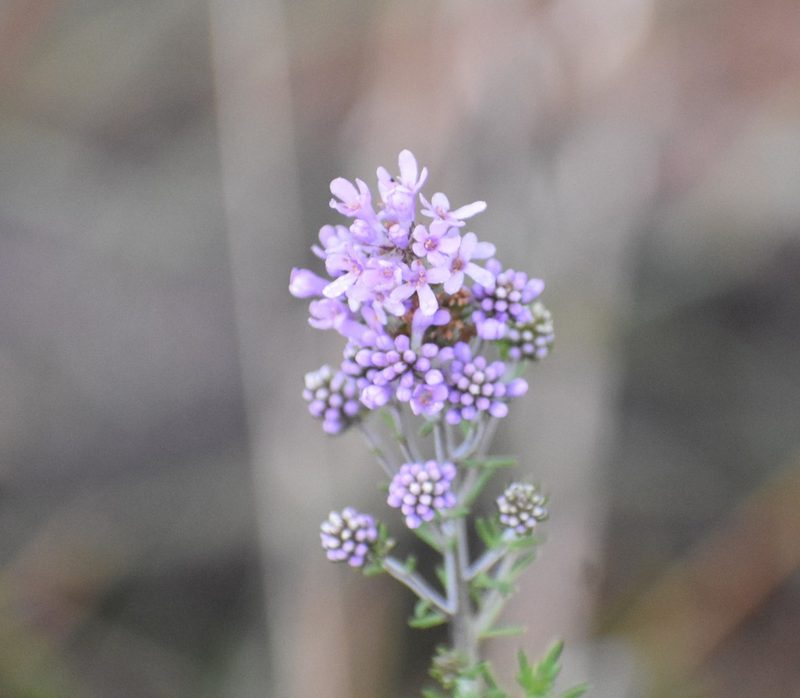 Selago villicaulis, photographed by Justin Ponder