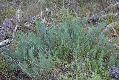 Lebeckia gracilis, photographed by Justin Ponder