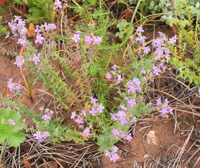 Chaenostoma caeruleum, photographed by Justin Ponder