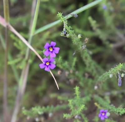 Jamesbrittenia tenuifolia, photographed by Justin Ponder