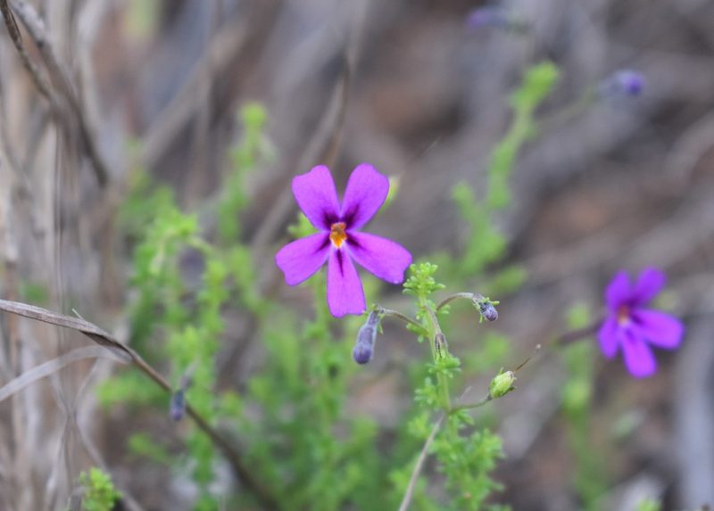 Jamesbrittenia microphylla, photographed by Justin Ponder