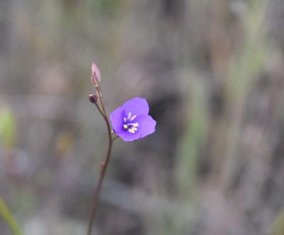 Heliophila subulata, photographed by Justin Ponder