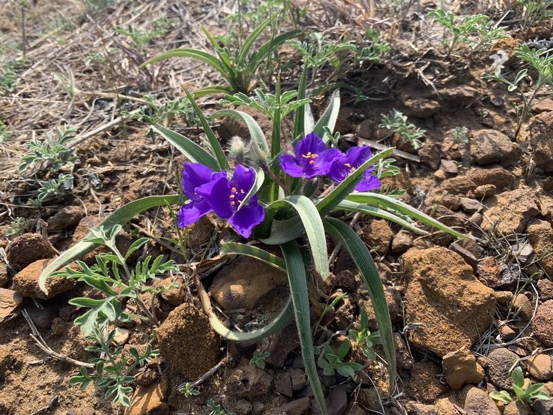 Tradescantia tharpii, photographed by Christine Rudman