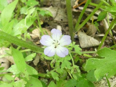 Nemophila phacelioides, photographed by Morgan Hay