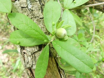 Diospyros texana, photographed by Morgan Hay