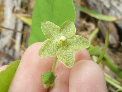 Odontostephana reticulata, photographed by Morgan Hay