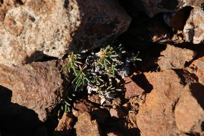Limeum aethiopicum, photographed by Tony Rebelo