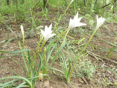 Zephyranthes drummondii, photographed by Morgan Hay