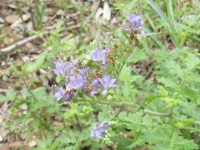 Phacelia congesta, photographed by Morgan Hay