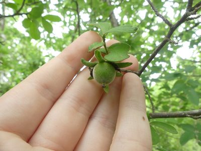 Diospyros texana, photographed by Morgan Hay