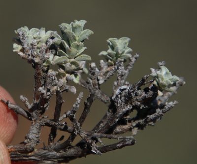 Helichrysum lucilioides, photographed by Tony Rebelo