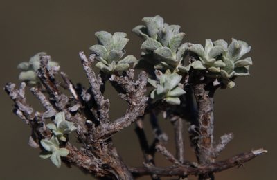 Helichrysum lucilioides, photographed by Tony Rebelo
