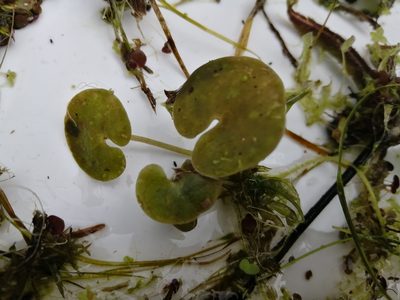 Hydrocharis morsus-ranae, photographed by Ben Rowson