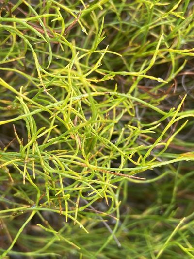 Restio tenuissimus, photographed by safiyyah hattas