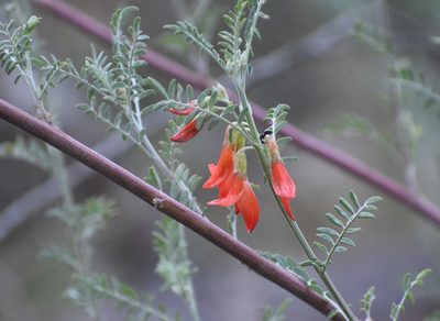 Lessertia frutescens, photographed by Justin Ponder