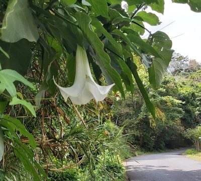 Brugmansia suaveolens, photographed by EMDGL5