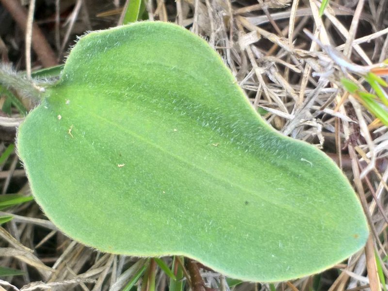 Eriospermum pubescens, photographed by kevin koen