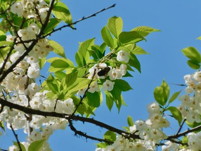 Halesia carolina, photographed by Michael J. Papay