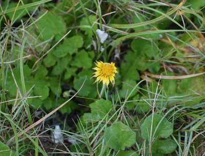 Arctotheca prostrata, photographed by Justin Ponder