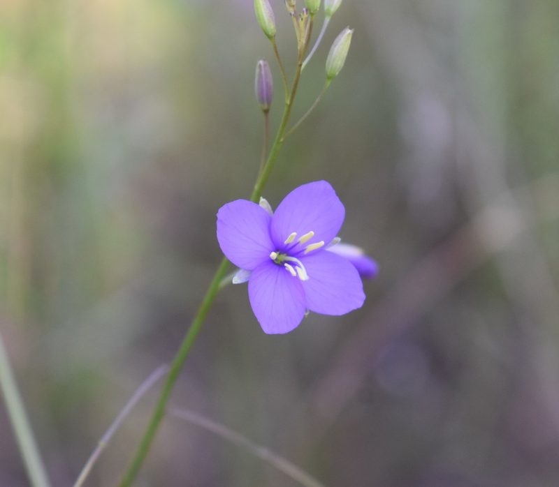 Heliophila subulata, photographed by Justin Ponder