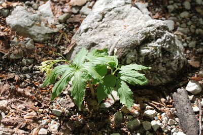 Cardamine enneaphyllos, photographed by Carroll