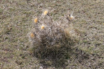 Carlina acaulis, photographed by Carroll