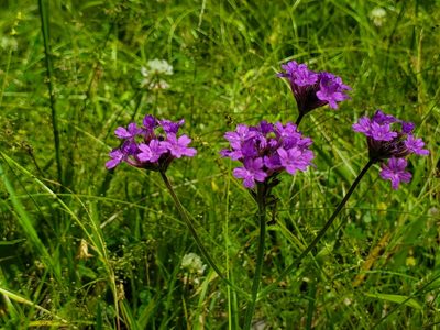 Verbena rigida, photographed by Samuel A Schmid, PhD, PWS