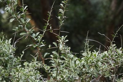 Gymnosporia buxifolia, photographed by Tony Rebelo